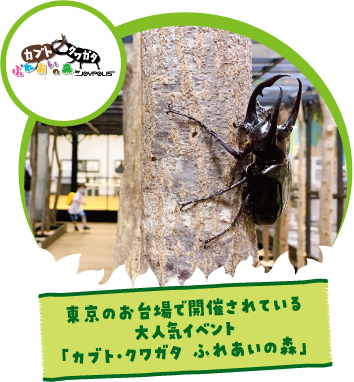 東京のお台場で開催されている大人気イベント「カブト・クワガタ ふれあいの森」